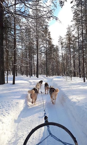 arctic husky runaway reki