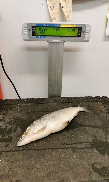 OMA: muikku, kala, inarijärvi