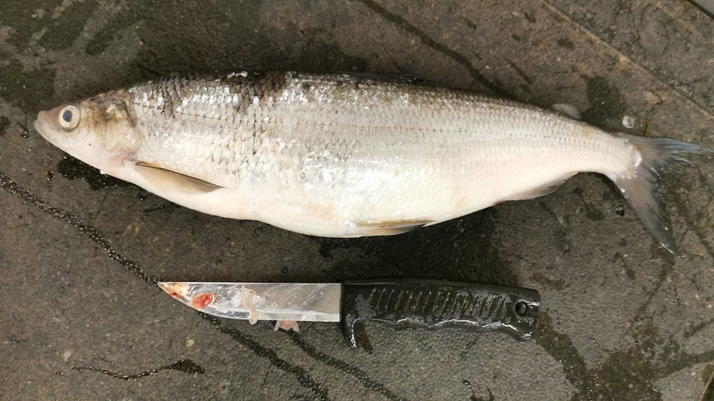 Lappilaiset kalamiehet saivat kalareissun aikana ison muikun.