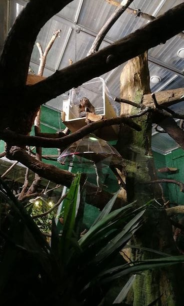 valkopääsakit laatikko