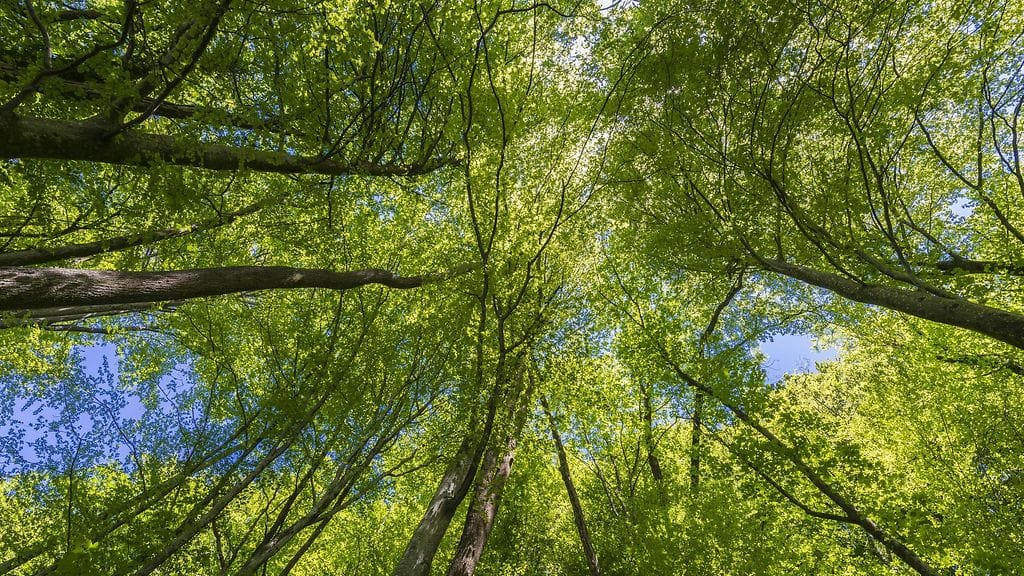 Puiden uskotaan saaneen alkunsa satoja miljoonia vuosia sitten. Todisteet siitä ovat kuitenkin olleet vähissä. Kuvituskuva.