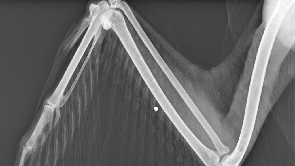 KORKEASAARI pahoinpidelty hanhi