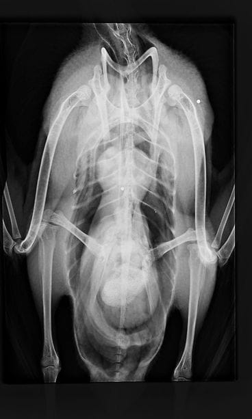 KORKEASAARI pahoinpidelty hanhi2