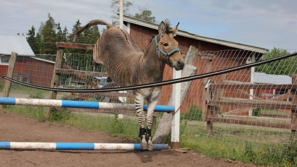 KUVA VAIN LIFESTYLEEN Kuva: Sara Ojala