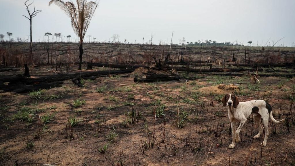 Metsien kaataminen Amazonin alueella kutistaa villieläinten reviirejä ja tuo ihmisen lähemmäksi mahdollisia taudinaiheuttajia kantavia eläinlajeja.