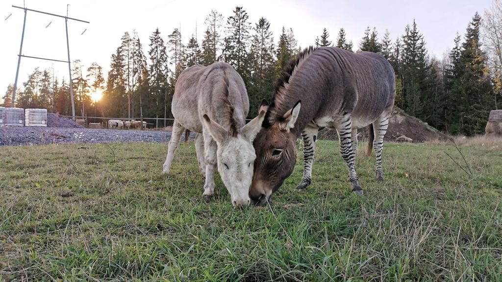 VAIN LIFESTYLEEN Kassu ja Sepa. Kuva Sara Ojala