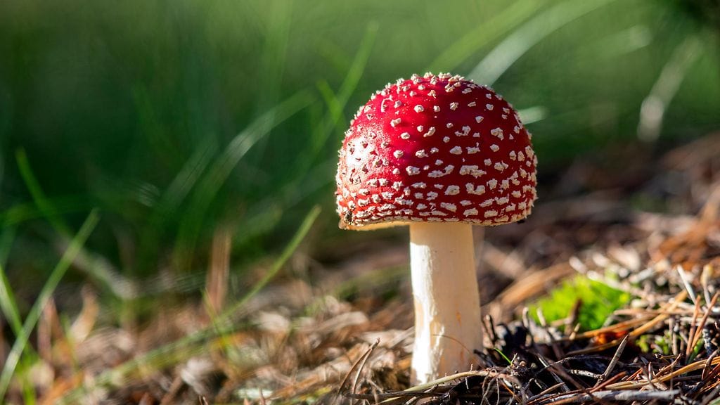 Kuvituskuva. Myrkkysienimurhaaja tuomittiin elinkautiseen Australiassa