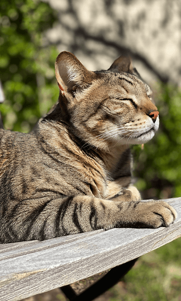 Espoolaiskissa Sisu juoksee kuin gebardi – silloin kun se ei lekottele auringossa.