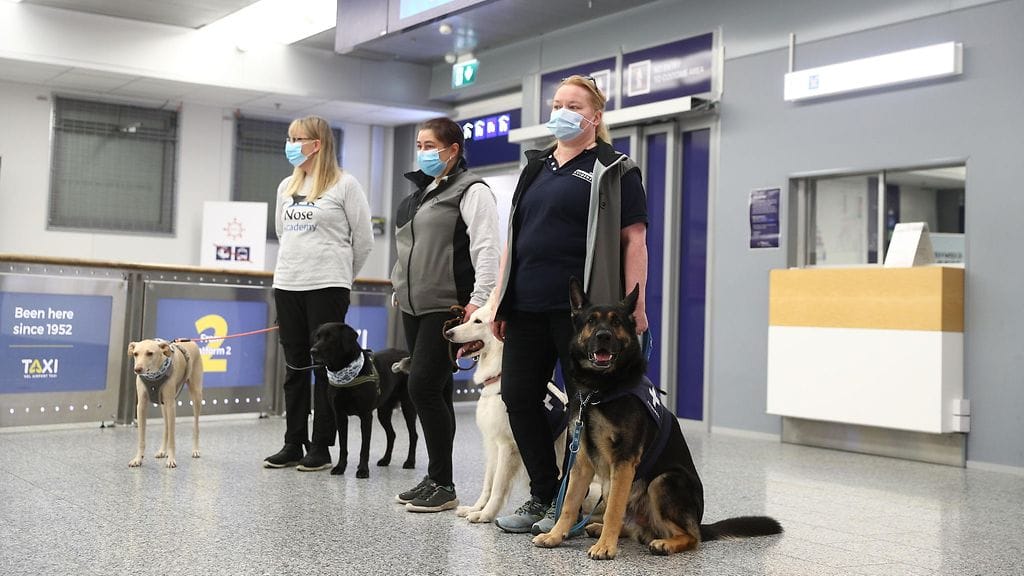 Helsinki-Vantaan koronakoirat ohjaajineen yhteispotretissa.