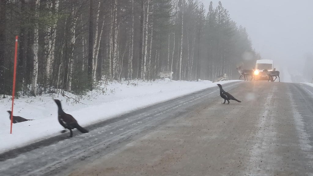 Metsoja ja poroja tiellä 2