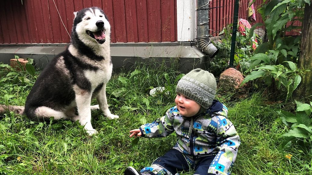Sankarikoira Demon ja vauva nautiskelevat elämästä kotipihalla Lahdessa.