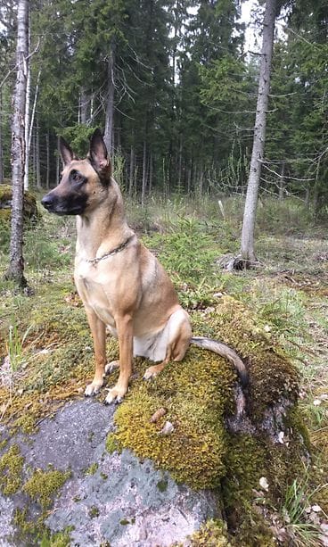 sankarikoira rafaela2