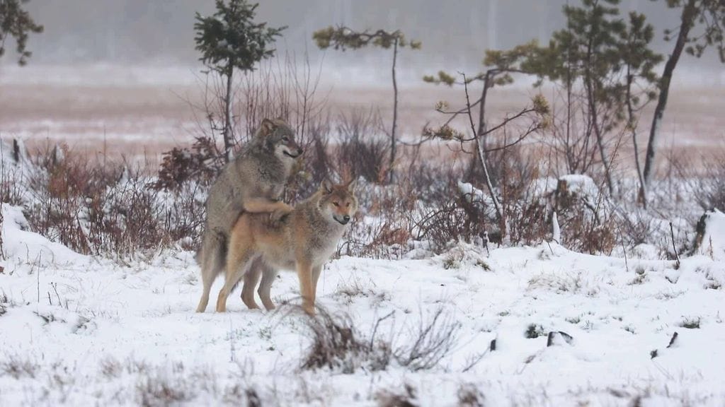 Kuvituskuvassa susia talvisessa luonnossa.