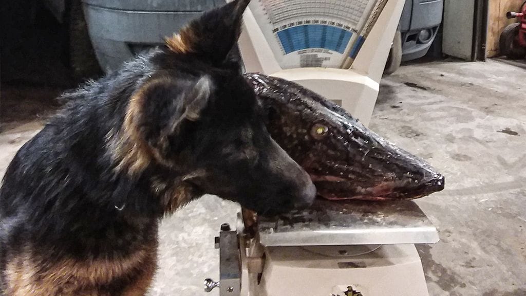 Hauki-on-kala-ja-koira-2