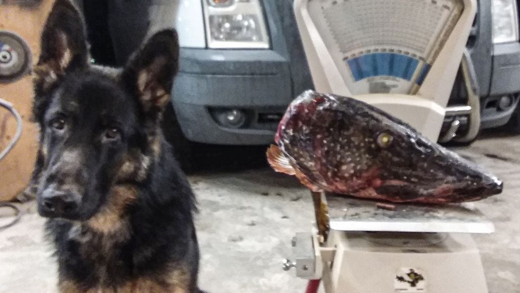 Hauki-on-kala-ja-koira