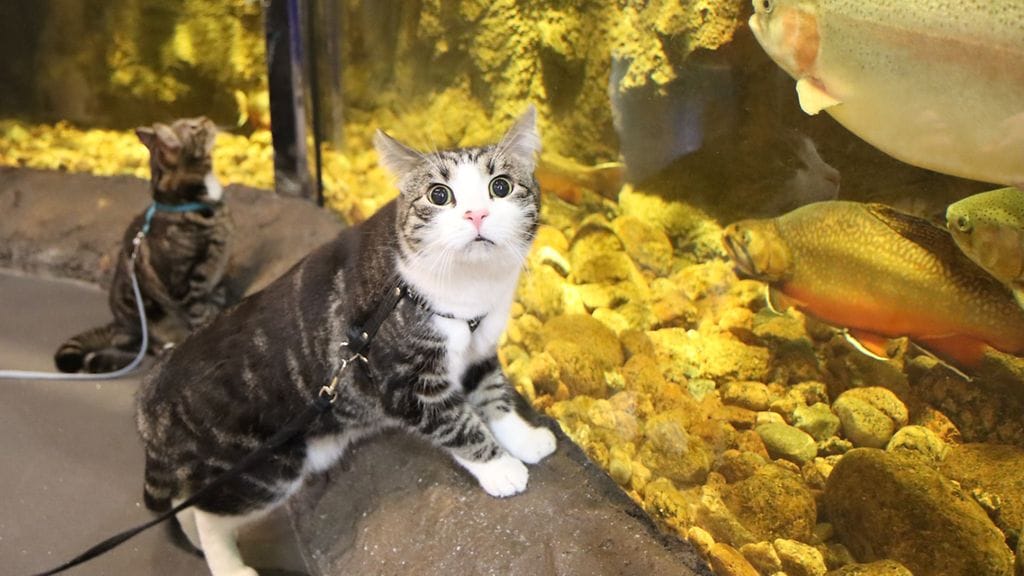 KUVA VAIN LIDFESTYLEEN Kuvaaja Sari Saukkonen 2