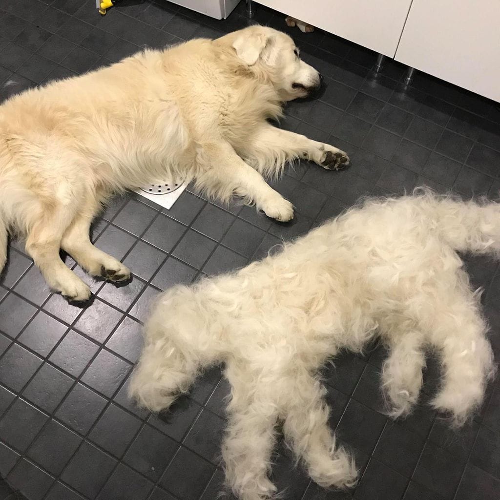 senni leppimäki luca-koira