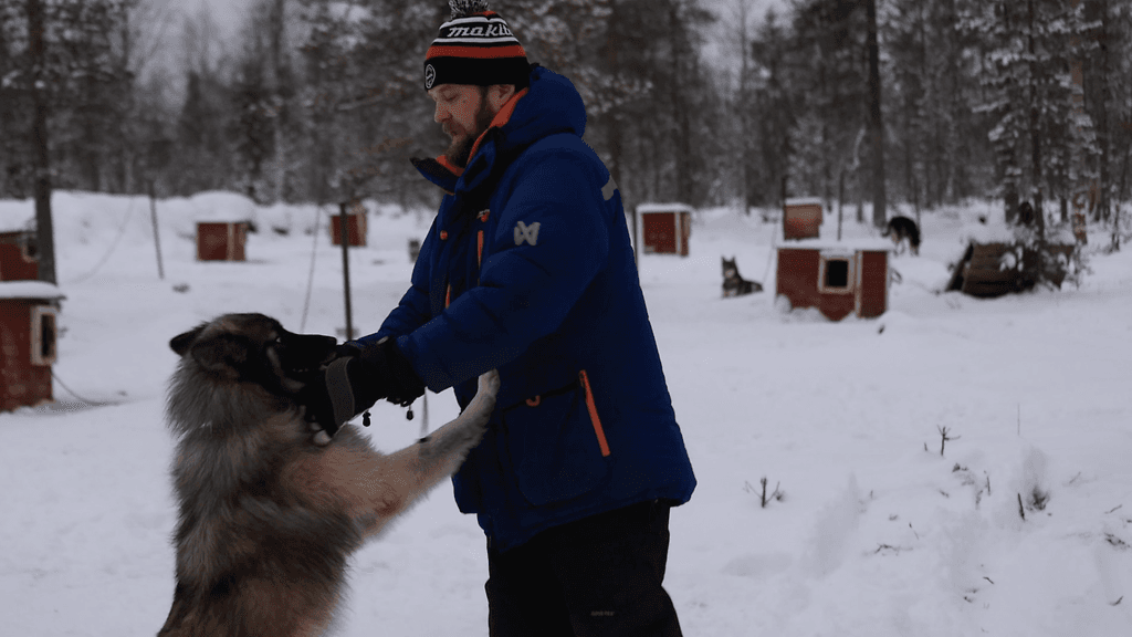 OMA: husky, saariselkä, lappi, koira