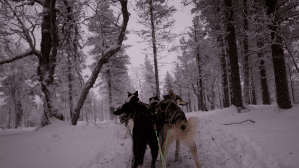 OMA: Saariselkä, koira, husky, lappi