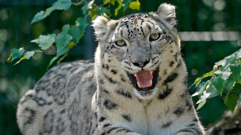 Lumileopardi sairastui koronavirukseen San Diegon eläintarhassa.