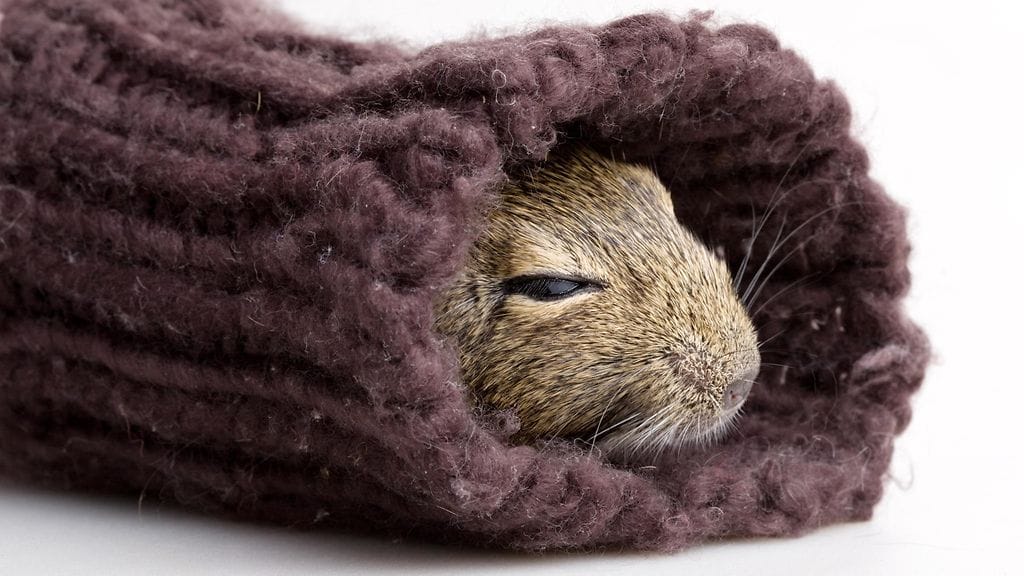 shutterstock_381510097