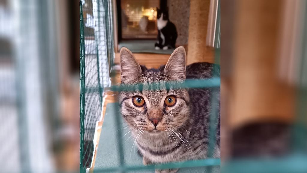 Ville Ristolaisen kissa Mario.