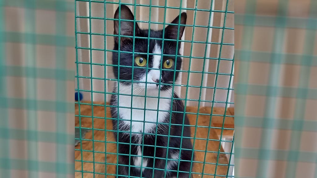 Ville Ristolaisen kissa Luigi.