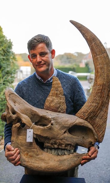 AOP villasarvikuono kallo