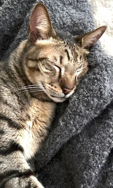 Sisu-kissa kolmikuisen karkureissunsa jälkeen 2