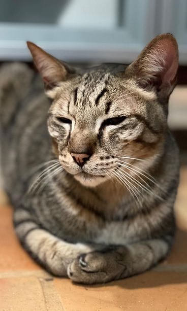 Sisu-kissa 3