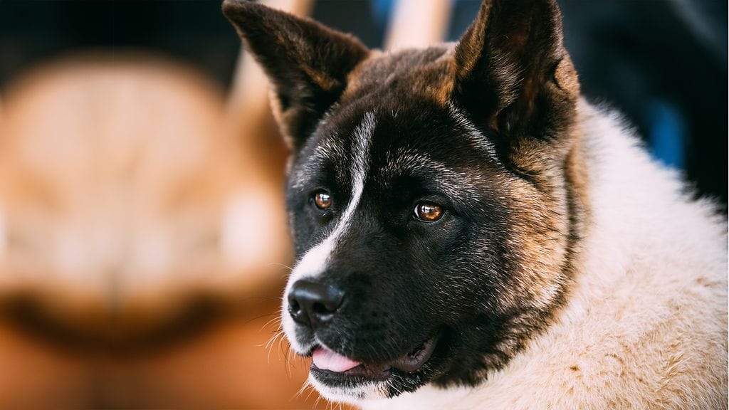 Kuvassa amerikanakita-rotuinen koira. Kuvan koira ei liity tapaukseen.