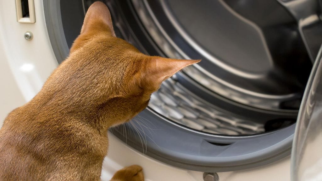 Kuvan kissa ei liity tapaukseen.