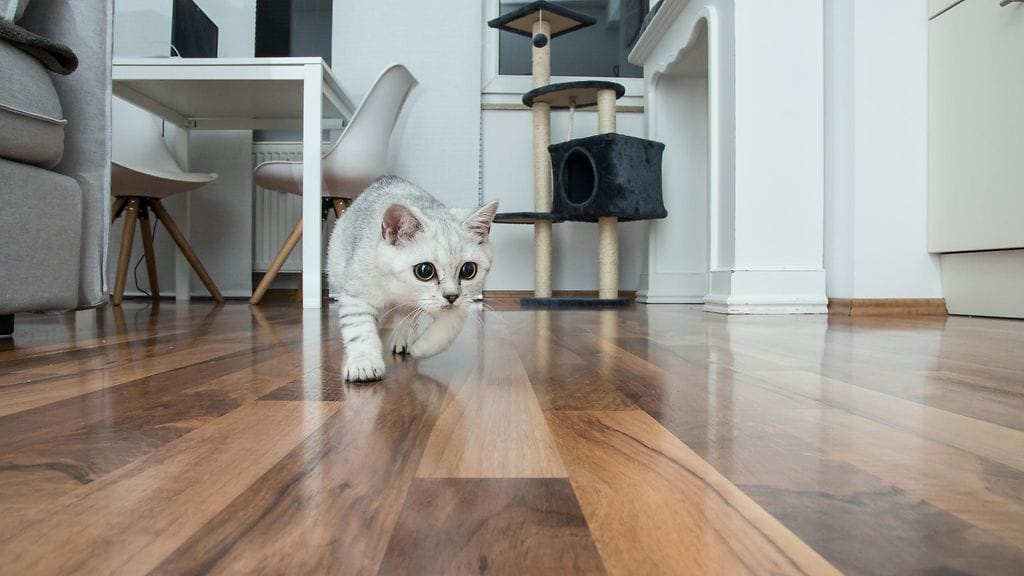 shutterstock_1013663224