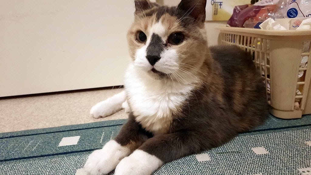 KUVA VAIN LIFESTYLEN ARTIKKELIIN Salme ja Kirppu 2