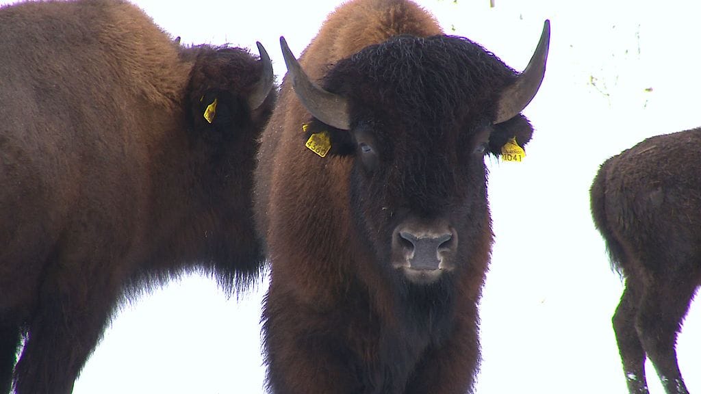 Biisoni (kuvituskuvassa) on villieläin, joka voi painaa jopa yli 900 kiloa.