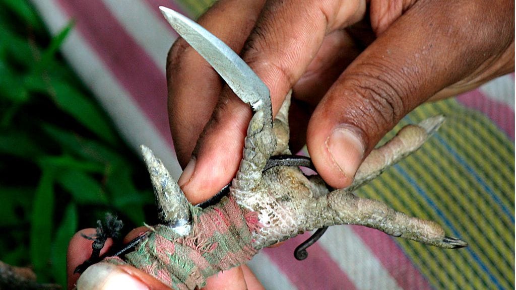 AOP_ 17.01466308_kukkotappelu