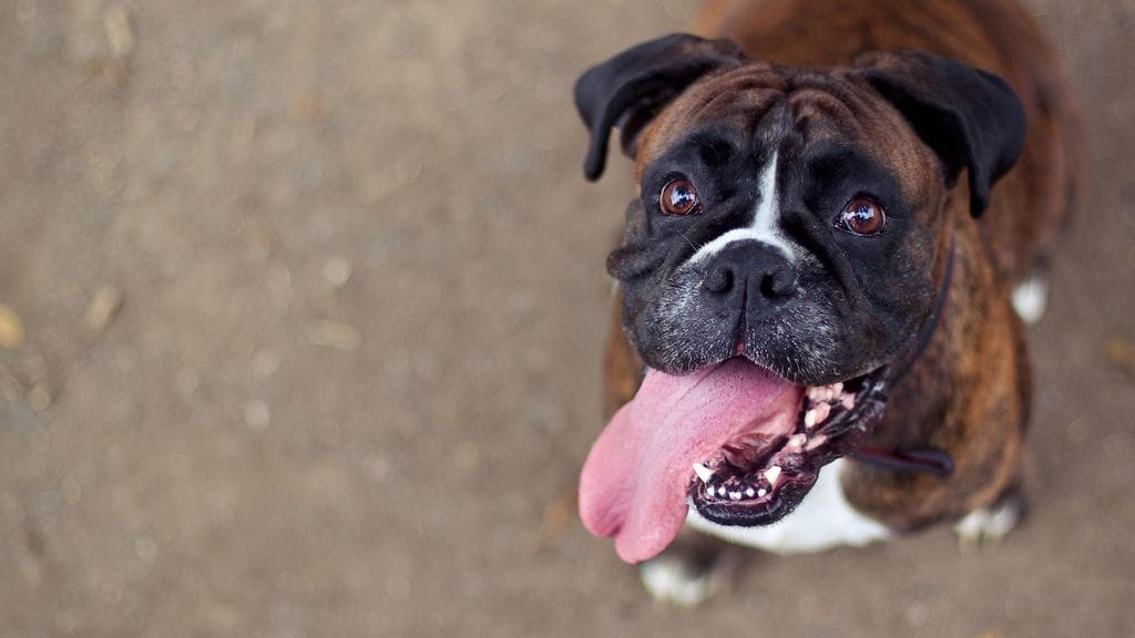 Kanadassa asuvan Burger-bokserin hassu käytös on naurattanut netissä. Kuvituskuva.