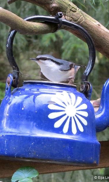 Mitä ihmettä hiiri rakentaa kuvituskuva pähkinänakkeli