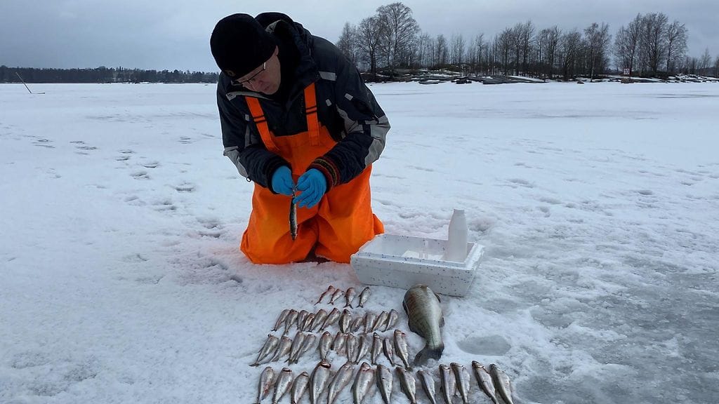 Kalastus, talvikalastus, Helsinki