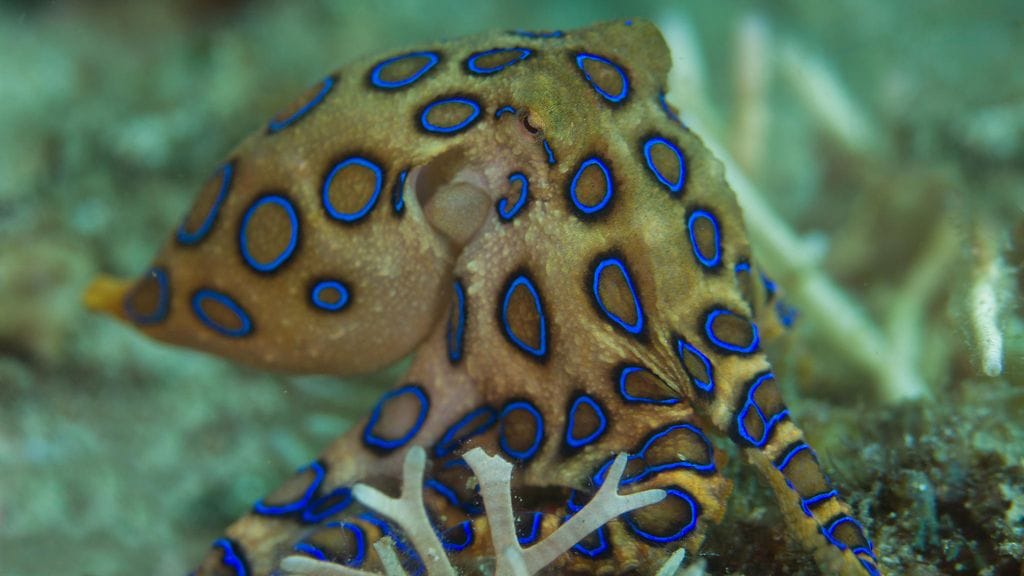 Moni naisen videota kommentoinut muistutti, että luonnossa kirkkaat värit ovat usein varoitusmerkki. Kuvassa Hapalochlaena-suvun mustekala. Kuvituskuva.