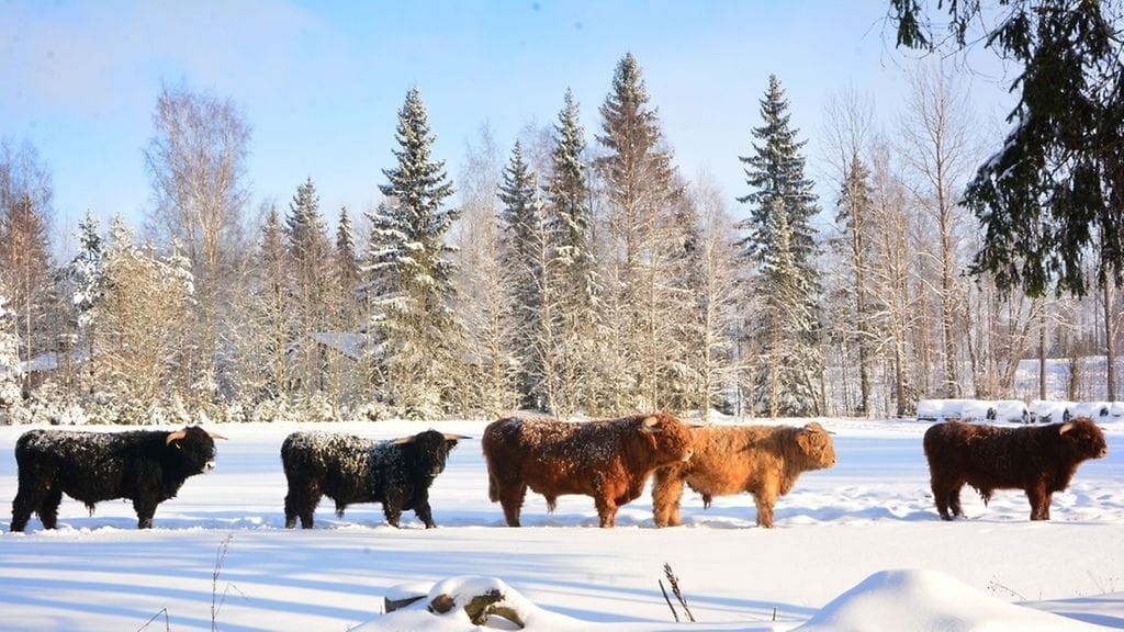 Ratia Ranchin julkaisema kuva sonneistaan.