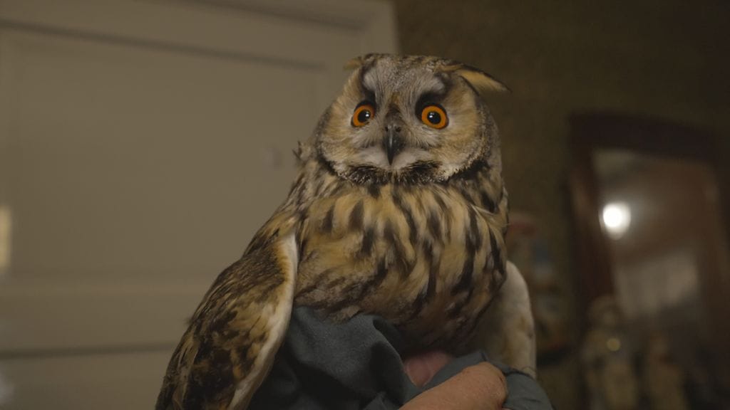 sarvipöllö, pöllöt, linnut