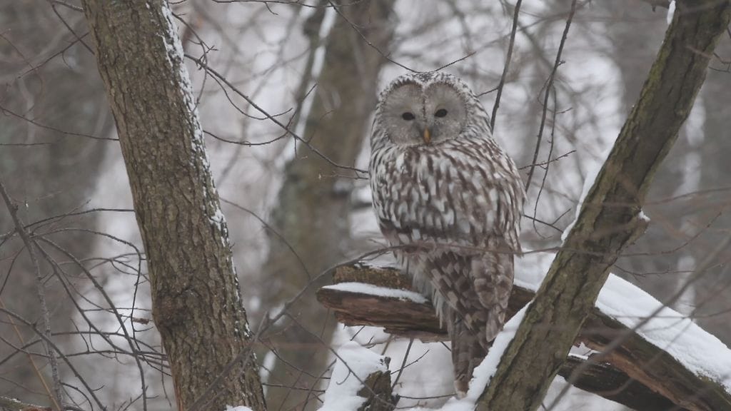 Viirupöllö, linnut, pöllöt