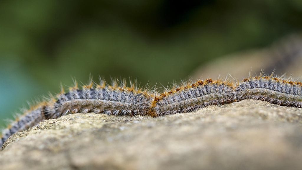 shutterstock_584425024