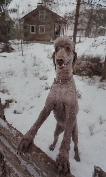 häpi-koira