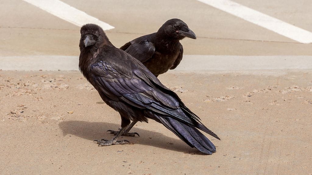 Korpit ovat oppineet, miten varastaa ihmisten ruokaostoksia parkkipaikalla. Kuvituskuva.