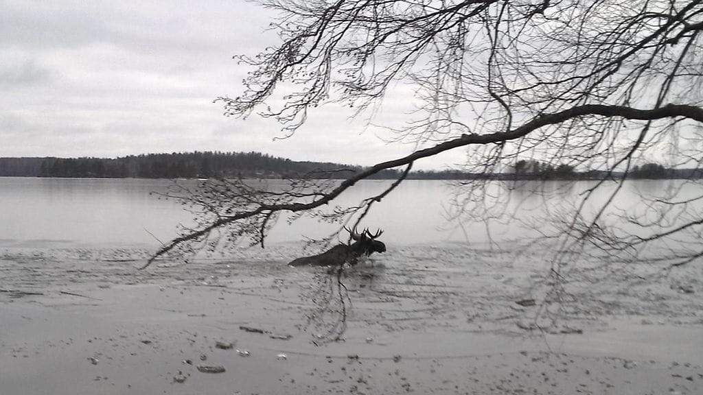 Kuvituskuva. Kuva on Mikkelistä vuodelta 2015.