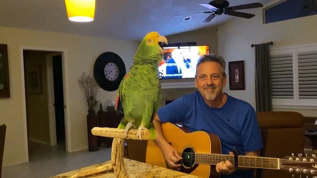 Koronapandemian aikana Frank P. Maglio Jr. tajusi jotakin papukaijastaan: se osaa laulaa! Kuva Reuters