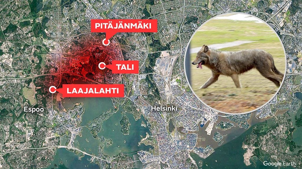 Susihavainto Helsingissä ja Espoossa 10.04.2021.