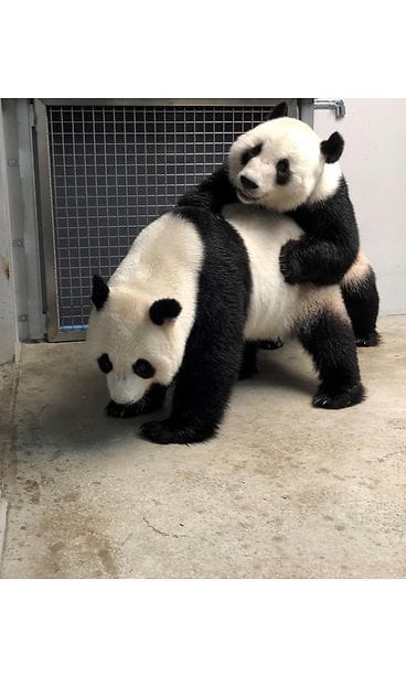 1004-pandat